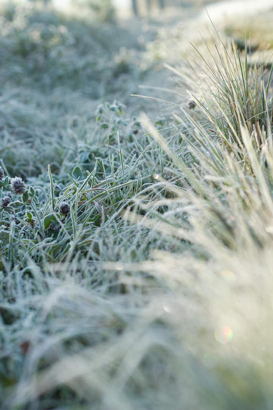 无人,竖图,俯视,室外,白天,草地,草坪,美景,植物,阴影,光线,影子,景观,三叶草,霜,草,绿色,阳光,自然,景色,自然风光,彩图,高角度拍摄