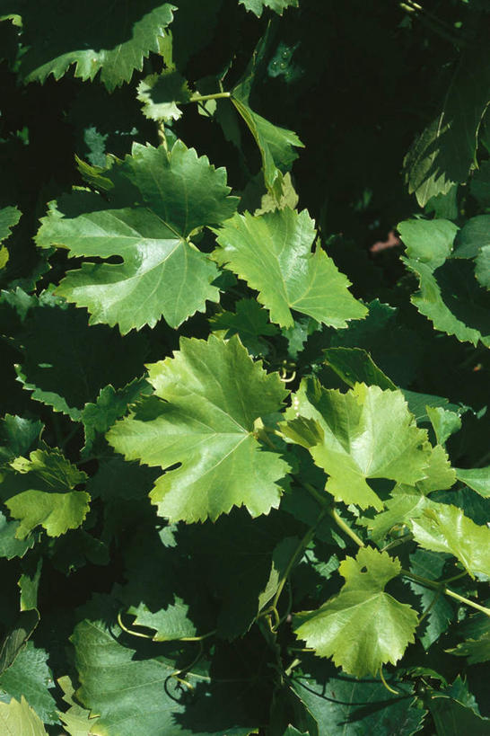 无人,竖图,俯视,室外,白天,美景,植物,叶子,阴影,光线,影子,景观,绿叶,阳光,自然,嫩叶,景色,葡萄藤,自然风光,叶,叶片,彩图,高角度拍摄