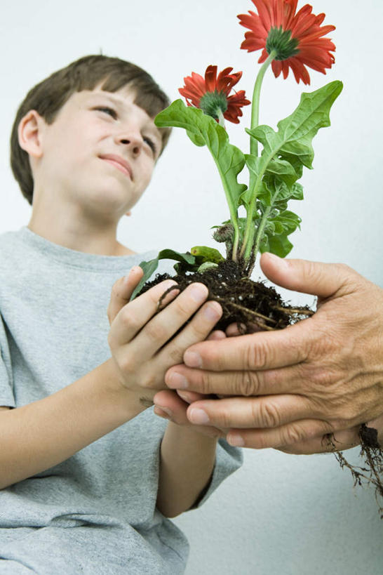 西方人,儿童,两个人,祖父,站,捧,笑,微笑,露齿笑,竖图,室内,白天,白色背景,仰视,纯洁,花盆,欧洲,欧洲人,盛开,花蕾,花,花瓣,花朵,鲜花,两朵,小孩,红色,花苞,花蕊,站着,可爱,童年,童趣,摄影,影棚,爷爷,祖孙,童真,烂漫,无邪,外公,外祖父,外孙,外孙子,天真,老年男性,男孩,男人,男性,白种人,孙子,捧着,手捧,站立,半身,彩图,低角度拍摄,影棚拍摄,拍摄,男生