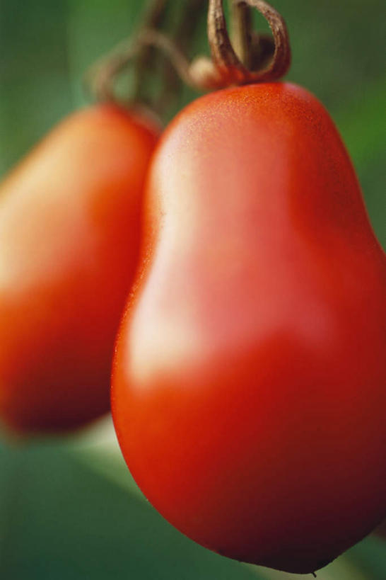 无人,竖图,室外,特写,白天,正面,蔬菜,西红柿,水果,叶子,食品,饮食,两个,红色,成熟,有机食品,绿色食品,收获,叶,樱桃番茄,圣女果,番茄,彩图