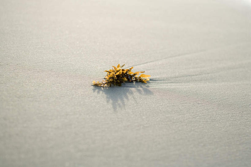 无人,横图,俯视,室外,白天,沙滩,叶子,许多,阴影,堆积,洒落,光线,沙子,影子,海岸,沙地,海洋生物,阳光,嫩叶,海藻,沙粒,堆砌,水生植物,沙砾,水生物,积累,绘制,叶,叶片,海滩,彩图,高角度拍摄