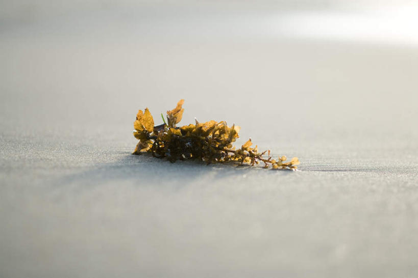 无人,横图,俯视,室外,白天,沙滩,叶子,许多,阴影,堆积,洒落,光线,沙子,影子,海岸,沙地,海洋生物,阳光,嫩叶,海藻,沙粒,堆砌,水生植物,沙砾,水生物,积累,绘制,叶,叶片,海滩,彩图,高角度拍摄