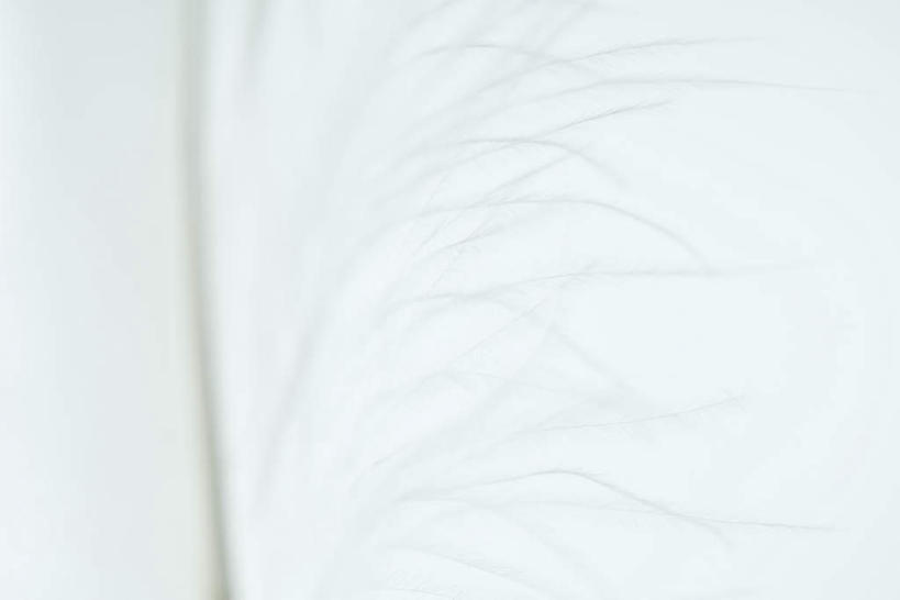 无人,横图,室内,白天,白色背景,正面,羽毛,毛,绒毛,白色,纯色,摄影,影棚,对比,隐藏,肌理,彩图,影棚拍摄,拍摄