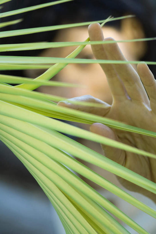 手,竖图,室外,白天,正面,植物,棕榈树,叶子,朦胧,模糊,绿叶,挡,树,树木,绿色,自然,看,手部,嫩叶,遮,生长,成长,遮挡,挡住,棕榈叶,遮盖,遮蔽,叶,叶片,半身,彩图