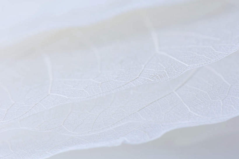 无人,横图,俯视,室内,特写,白天,白色背景,叶子,一堆,堆叠,堆积,网络,纹路,纹理,白色,摄影,影棚,堆,脉络,肌理,叶,叶片,叶脉,彩图,高角度拍摄,影棚拍摄,拍摄