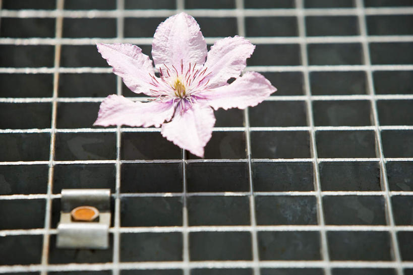 无人,横图,俯视,室内,白天,盛开,镶嵌,网格,铁丝网,花蕾,镂空,花,花瓣,花朵,鲜花,一朵,粉色,铁丝,花苞,花蕊,彩图,高角度拍摄