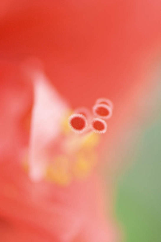 无人,竖图,室外,特写,白天,正面,盛开,花蕾,花,花瓣,花朵,鲜花,红色,花苞,花蕊,彩图