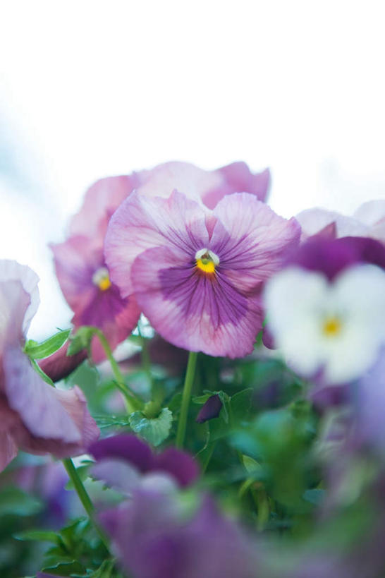 无人,竖图,室外,特写,白天,正面,花海,花圃,植物,叶子,朦胧,模糊,盛开,三色堇,花蕾,草,花,花瓣,花朵,鲜花,蓝色,绿色,紫色,蓝天,天空,花丛,花束,花田,天,花苞,花蕊,彩图
