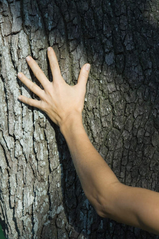 西方人,手,一个人,站,摸,竖图,室外,特写,白天,正面,植物,欧洲,欧洲人,仅一个年轻女性,仅一个女性,仅一个人,抚摸,阴影,光线,影子,树,树干,树木,绿色,阳光,自然,站着,手部,生长,成长,年轻女性,女人,女性,白种人,触摸,接触,站立,半身,彩图,五指张开