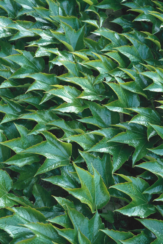 无人,竖图,俯视,室外,特写,白天,植物,叶子,常春藤,爬山虎,绿叶,草药,拥挤,中药,嫩叶,生长,药材,中草药,爬墙虎,中药材,本草,地锦,趴山虎,巴山虎,叶,叶片,彩图,高角度拍摄,常青藤