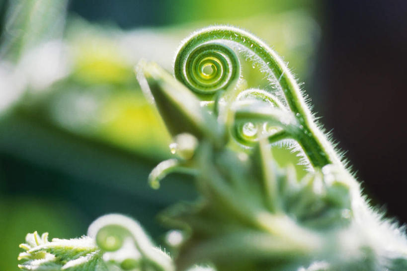 无人,横图,室外,特写,白天,正面,美景,植物,叶子,阴影,朦胧,模糊,光线,影子,景观,绿叶,绿色,阳光,自然,藤蔓,嫩叶,景色,卷,自然风光,叶,叶片,彩图