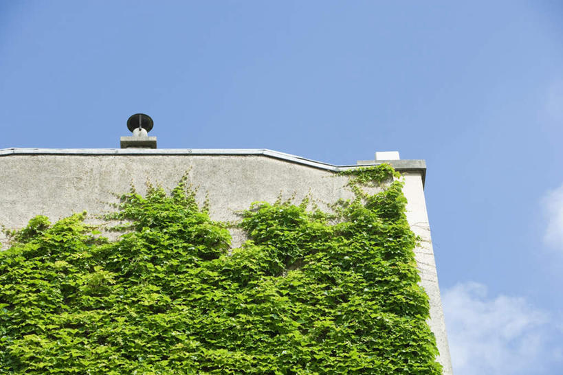 无人,家,横图,室外,白天,仰视,旅游,度假,美景,植物,城市风光,标志建筑,城市,地标,建筑,许多,房屋,墙,屋子,景观,云,云朵,公寓,建筑群,常春藤,爬山虎,草药,云彩,娱乐,建设,洋房,楼房,中药,墙壁,墙面,住宅,蓝色,白云,蓝天,天空,天,享受,休闲,景色,放松,药材,中草药,爬墙虎,中药材,本草,地锦,趴山虎,巴山虎,彩图,低角度拍摄,房子,常青藤