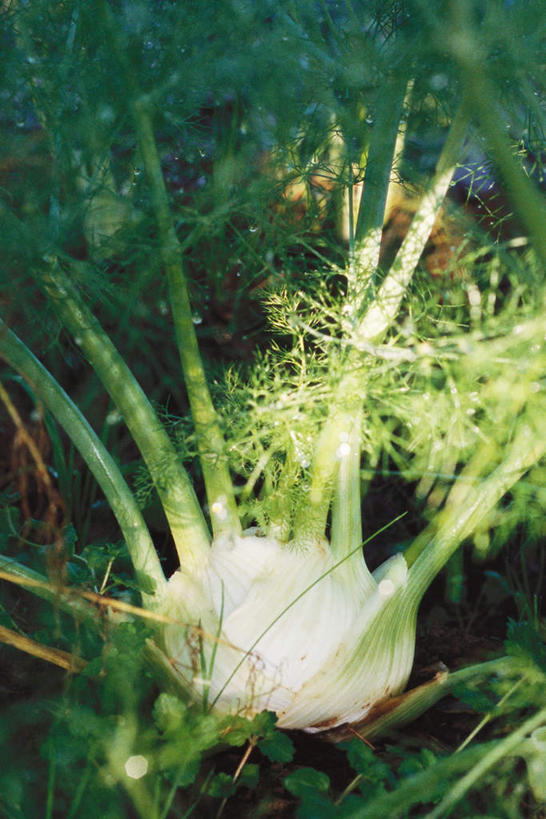 无人,竖图,俯视,室外,特写,白天,蔬菜,叶子,新鲜,调味,香料,佐料,食品,绿叶,食物,一个,茴香,嫩叶,有机食品,绿色食品,单个,八角,八角茴香,大茴香,八月珠,舶茴香,大料,叶,叶片,彩图,高角度拍摄