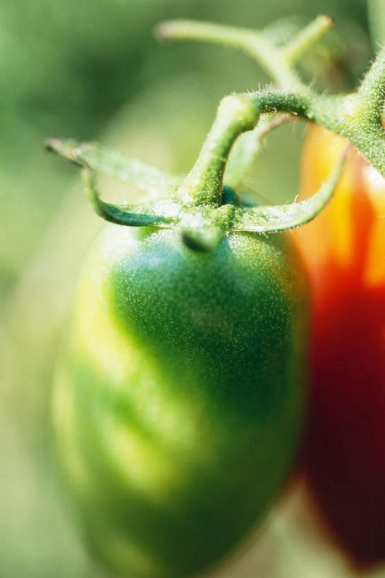 无人,竖图,俯视,室外,特写,白天,蔬菜,西红柿,阴影,朦胧,模糊,新鲜,光线,影子,食品,食物,两个,红色,绿色,阳光,有机食品,绿色食品,樱桃番茄,圣女果,番茄,彩图,高角度拍摄