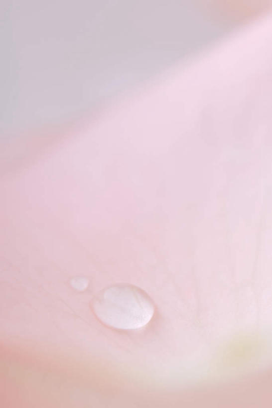 无人,竖图,俯视,室内,特写,白天,水,植物,朦胧,模糊,盛开,液体,水滴,两滴,花,花瓣,花朵,花卉,鲜花,一朵,粉色,花蕊,彩图,高角度拍摄