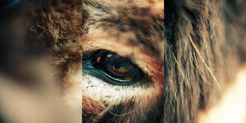 眼睛,无人,站,横图,室内,特写,白天,正面,数码,科技,野生动物,阴影,网络,高光,几何,计算机图形,合成,一只,动物,站着,电脑合成图,数码合成图,结合,驴,写实,具体,具象,联合,拼贴画,站立,半身,彩图