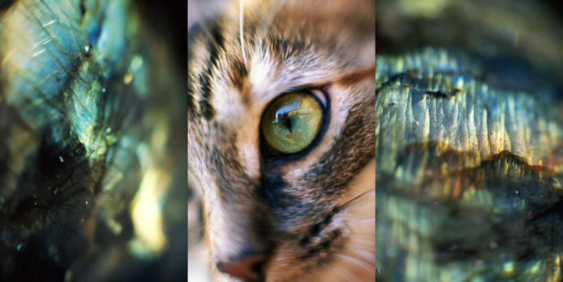 眼睛,无人,横图,室内,特写,白天,正面,数码,科技,宠物,猫,阴影,网络,纹理,高光,几何,计算机图形,合成,一只,动物,可爱,电脑合成图,数码合成图,结合,猫咪,肌理,写实,具体,具象,联合,拼贴画,半身,彩图