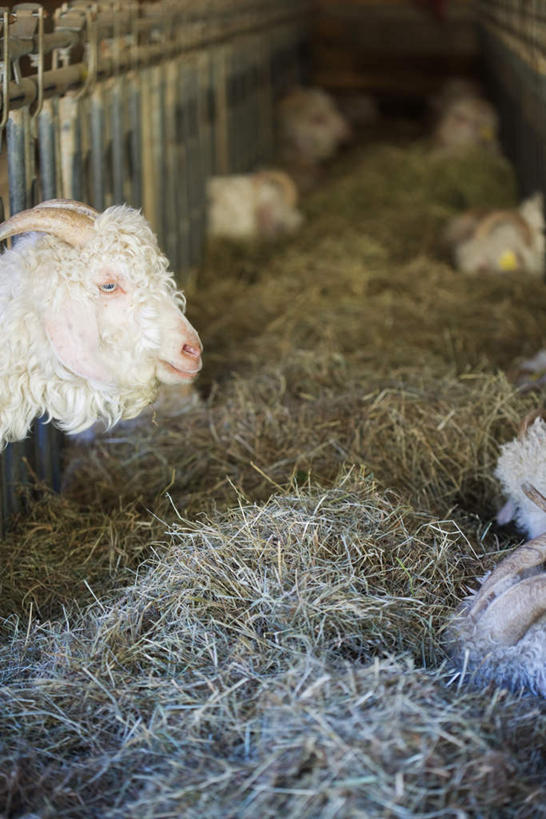 无人,站,睡,竖图,室内,白天,正面,羊,许多,朦胧,模糊,注视,家禽,动物,观察,看,趴着,站着,家畜,牲畜,观看,察看,关注,绵羊,趴,睡觉,站立,半身,彩图
