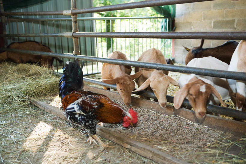 无人,站,横图,室内,白天,正面,美景,鸡,羊,阴影,反射,光线,影子,景观,注视,家禽,阳光,自然,动物,观察,看,站着,家畜,景色,牲畜,观看,察看,关注,自然风光,羊圈,绵羊,站立,半身,彩图