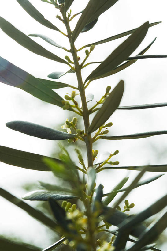 无人,竖图,室外,特写,白天,仰视,旅游,度假,美景,植物,叶子,许多,景观,绿叶,枝条,娱乐,树,树木,树枝,绿色,天空,自然,天,享受,休闲,嫩叶,景色,放松,常青树,自然风光,橄榄树,齐墩果,油橄榄,虬枝,枝杈,叶,叶片,彩图,低角度拍摄