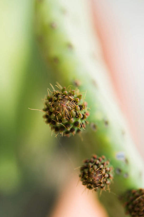 无人,竖图,室内,特写,白天,正面,旅游,度假,美景,植物,仙人掌,朦胧,模糊,火焰,景观,草药,娱乐,中药,自然,享受,休闲,景色,放松,自然风光,药材,中草药,中药材,本草,牛舌头,玉芙蓉,仙巴掌,火掌,霸王树,彩图