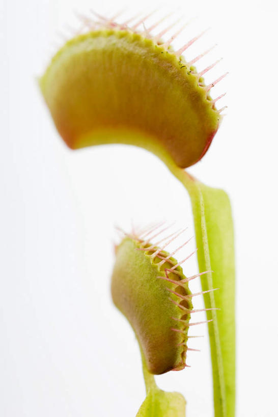 无人,竖图,室内,特写,白天,白色背景,仰视,美景,捕蝇草,景观,两个,黄色,自然,景色,摄影,影棚,北美洲,自然风光,尖刺,捕虫草,食虫草,食虫植物,食肉植物,彩图,低角度拍摄,影棚拍摄,拍摄