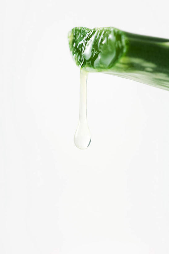 无人,竖图,室内,特写,白天,白色背景,正面,植物,芦荟,叶子,液体,水滴,绿叶,绿色,健康,嫩叶,药用,摄影,影棚,尖刺,罗帷草,讷会,奴会,象鼻莲,象胆,叶,叶片,彩图,影棚拍摄,拍摄,油葱