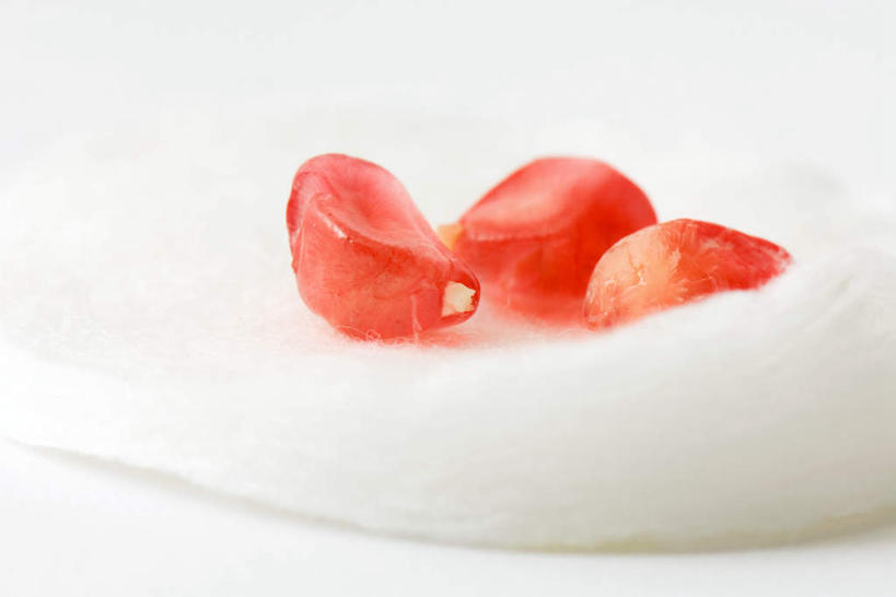 无人,横图,室内,特写,白天,白色背景,正面,石榴,水果,朦胧,模糊,新鲜,生食,食品,棉花,果实,三颗,食物,红色,摄影,有机食品,绿色食品,影棚,石榴子,涂林,若榴,金罂,金庞,丹若,安石榴,彩图,影棚拍摄,拍摄