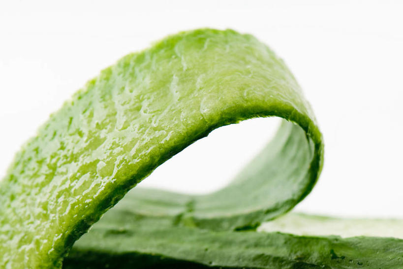 无人,横图,室内,特写,白天,白色背景,正面,芦荟,叶子,一片,纹路,纹理,绿叶,绿色,嫩叶,摄影,影棚,肌理,罗帷草,讷会,奴会,象鼻莲,象胆,叶,叶片,彩图,影棚拍摄,拍摄,油葱