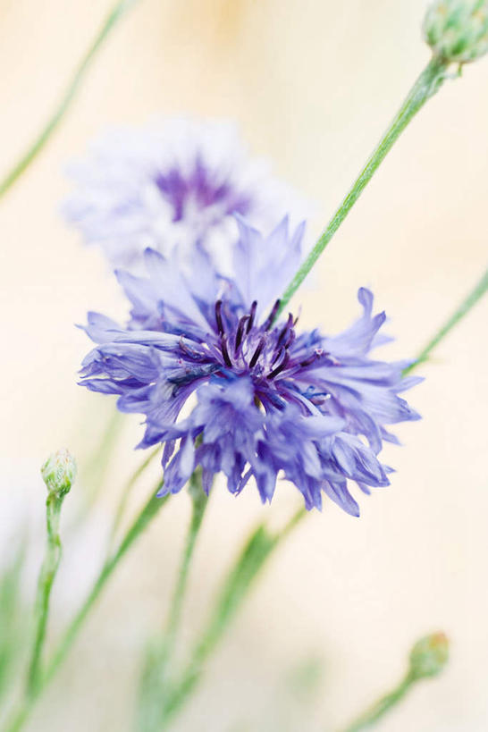 无人,竖图,室内,特写,白天,正面,美景,叶子,盛开,景观,花蕾,花,花瓣,花朵,鲜花,两朵,绿色,紫色,自然,花束,花苞,花蕊,菊花,景色,自然风光,矢车菊,蓝芙蓉,荔枝菊,彩图