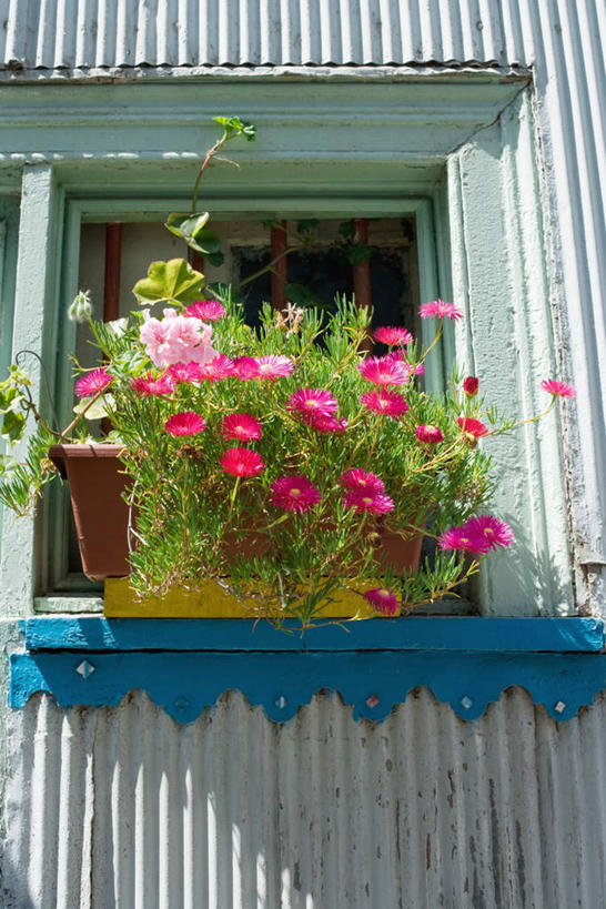 无人,家,竖图,室外,白天,正面,植物,窗户,许多,盛开,盆栽,房屋,屋子,草药,药草,盆景,花蕾,楼房,中药,玻璃窗,窗台,住宅,花,花瓣,花朵,鲜花,红色,绿色,自然,花苞,花蕊,生长,成长,铁皮,机智,止咳,药材,中草药,中药材,本草,说谎,化痰,紫苑,紫苑花,彩图,房子,润肺