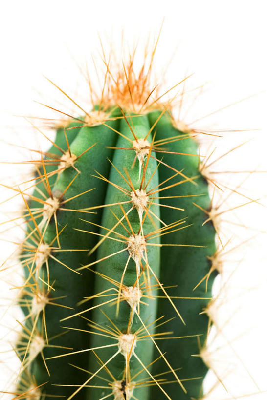 无人,竖图,室内,特写,白天,白色背景,正面,植物,仙人掌,火焰,草药,中药,一个,刺,摄影,影棚,单个,药材,中草药,中药材,本草,牛舌头,玉芙蓉,仙巴掌,火掌,霸王树,彩图,影棚拍摄,拍摄