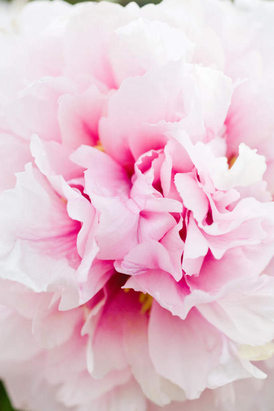 无人,竖图,俯视,室内,特写,白天,牡丹花,一堆,盛开,粉红,花蕾,花,花瓣,花朵,鲜花,粉色,花苞,花蕊,鼠姑,鹿韭,白茸,百雨金,富贵花,洛阳花,牡丹,木芍药,芍药,彩图,高角度拍摄