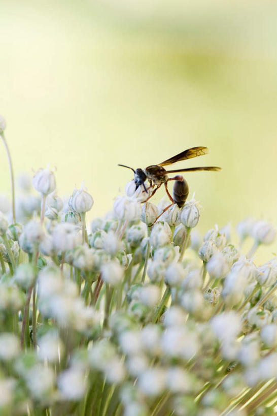 无人,站,竖图,室外,特写,白天,正面,静物,阴影,朦胧,模糊,光线,昆虫,影子,葱花,一只,自然,动物,站着,黄蜂,益虫,胡蜂,马蜂,蚂蜂,停驻,彩图,全身