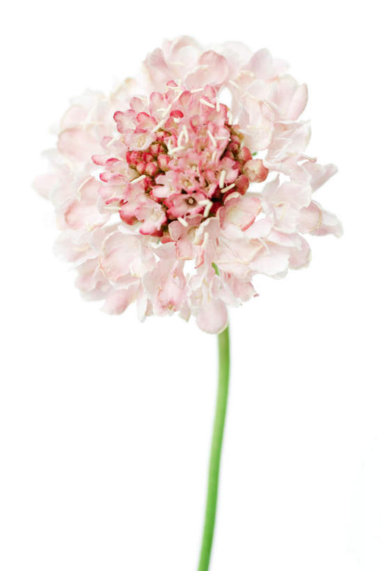 无人,竖图,室内,特写,白天,白色背景,正面,植物,盛开,花蕾,花,花瓣,花朵,鲜花,一朵,粉色,花苞,花茎,花蕊,摄影,影棚,轮峰菊,山萝卜,松虫草,紫盆花,彩图,影棚拍摄,拍摄