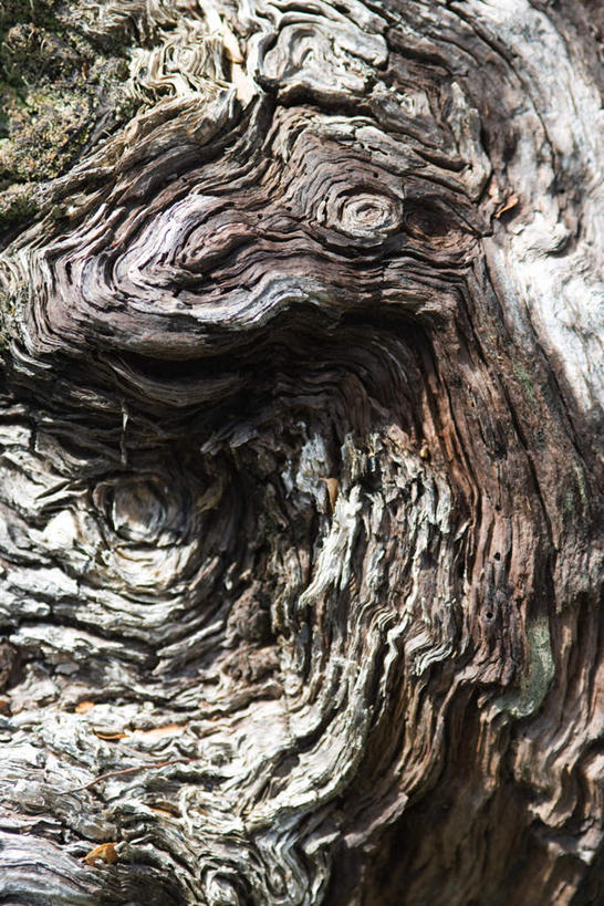 无人,竖图,俯视,室外,特写,白天,树林,植物,粗糙,纹路,纹理,树皮,树桩,斑驳,树,树干,树木,绿色,自然,生长,成长,肌理,崎岖,彩图,高角度拍摄