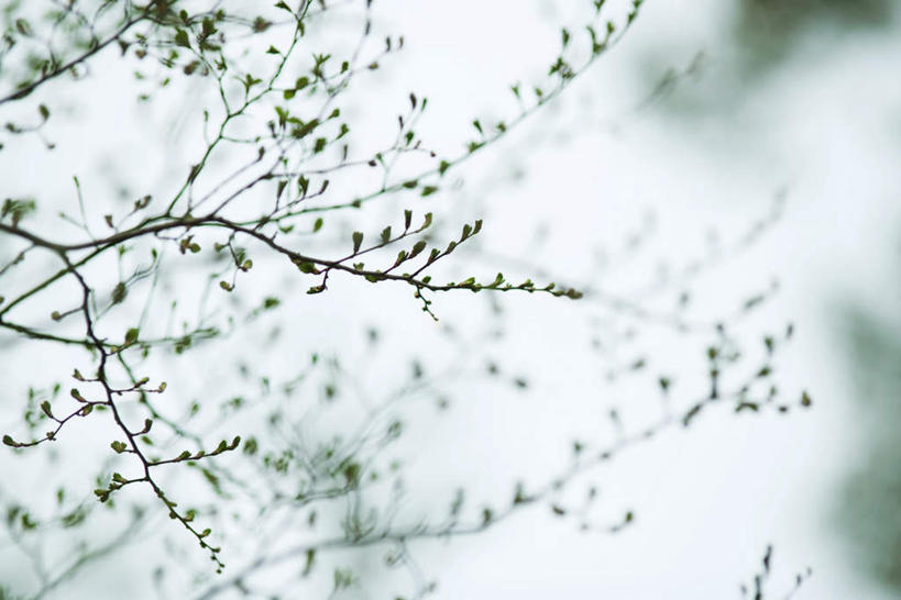 无人,横图,全景,室外,特写,白天,仰视,旅游,度假,美景,天际线,植物,许多,朦胧,模糊,光线,景观,树芽,枝条,娱乐,树,树木,树枝,天空,阳光,自然,天,新芽,春季,春天,享受,休闲,景色,放松,生机,生命,自然风光,春日,虬枝,枝杈,彩图,低角度拍摄