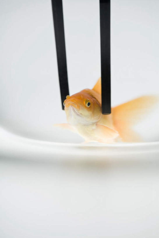 无人,竖图,室内,特写,白天,白色背景,正面,烹饪,水,筷子,桌面,桌子,餐具,阴影,金鱼,鱼,碟子,盘,影子,日本料理,料理,食品,夹,菜肴,美食,食物,一个,盘子,碟,日式料理,日式,佳肴,单个,捡,彩图