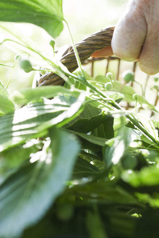 西方人,一个人,交叉,竖图,室外,特写,白天,正面,植物,竹子,叶子,欧洲,欧洲人,仅一个女性,仅一个人,阴影,竹制,朦胧,模糊,编织,光线,篮子,影子,绿叶,草药,药草,中药,阳光,竹篮,嫩叶,提,仅一个老年女性,竹条,单手,交织,提着,竹制品,药材,中草药,中药材,本草,穿插,老年女性,女人,女性,白种人,叶,叶片,半身,彩图