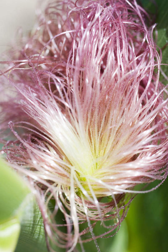 无人,农田,竖图,俯视,室外,特写,白天,庄稼,农作物,玉米,植物,朦胧,模糊,光线,棒子,影子,玉蜀黍,一个,粉色,红色,阳光,自然,单个,纤细,苞米,苞芦,苞谷,穗,包谷,大蜀黍,番麦,薏米包,玉高粱,玉麦,珍珠米,彩图,高角度拍摄,耕地,庄稼田