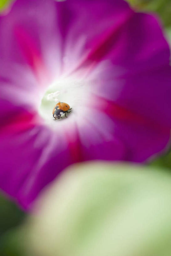 无人,竖图,俯视,室外,特写,白天,喇叭花,瓢虫,朦胧,模糊,盛开,昆虫,花蕾,花,花瓣,花朵,鲜花,紫色,动物,花苞,花蕊,害虫,牵牛,牵牛子,勤娘子,碧冬茄,朝颜花,灵芝牡丹,牵牛花,彩图,高角度拍摄