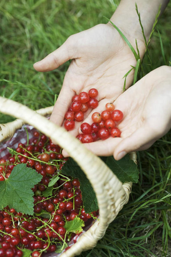 西方人,手,一个人,捧,竖图,俯视,室外,特写,白天,草地,草坪,植物,浆果,水果,叶子,欧洲,欧洲人,双手,仅一个年轻女性,仅一个女性,仅一个人,许多,新鲜,篮子,桑葚,桑椹,生食,食品,果实,绿叶,并拢,草,食物,绿色,覆盆子,手部,嫩叶,有机食品,绿色食品,年轻女性,女人,女性,白种人,叶,叶片,端,端着,捧着,手捧,半身,彩图,高角度拍摄
