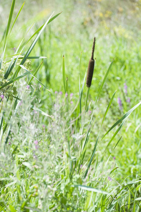 无人,竖图,室外,特写,白天,正面,旅游,度假,草地,草坪,美景,植物,叶子,阴影,朦胧,模糊,盛开,光线,影子,景观,绿叶,野花,花蕾,娱乐,草,花,花瓣,花朵,鲜花,绿色,阳光,自然,花苞,花蕊,享受,休闲,嫩叶,景色,放松,自然风光,香蒲,东方香蒲,蒲菜,蒲草,水烛,叶,叶片,彩图