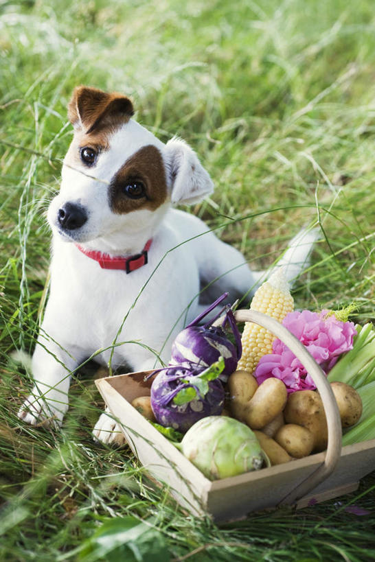 无人,交叉,竖图,俯视,室外,白天,玉米,草地,草坪,植物,竹子,宠物,狗,芹菜,蔬菜,土豆,许多,竹制,新鲜,盛开,编织,篮子,莴苣,莴笋,食品,杰克罗素梗,花蕾,草,花,花瓣,花朵,鲜花,食物,绿色,动物,竹篮,花苞,花蕊,可爱,有机食品,绿色食品,竹条,交织,竹制品,忠诚,香笋,馍馍蛋,根芹菜,根洋芹,球根塘蒿,帕尔森罗塞尔梗,穿插,杰克拉西尔梗,犬,药芹,洋芋,水芹,山药蛋,马铃薯,旱芹,彩图,高角度拍摄,全身