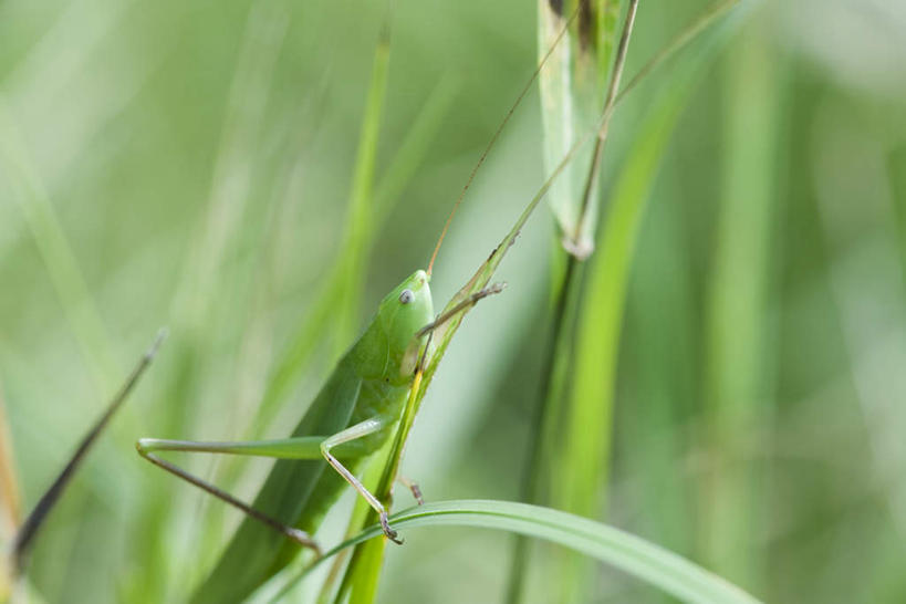 无人,横图,室外,特写,白天,侧面,旅游,度假,草地,草坪,美景,植物,朦胧,模糊,昆虫,景观,娱乐,草,一只,绿色,自然,动物,享受,休闲,景色,放松,自然风光,益虫,蚂蚱,半身,彩图