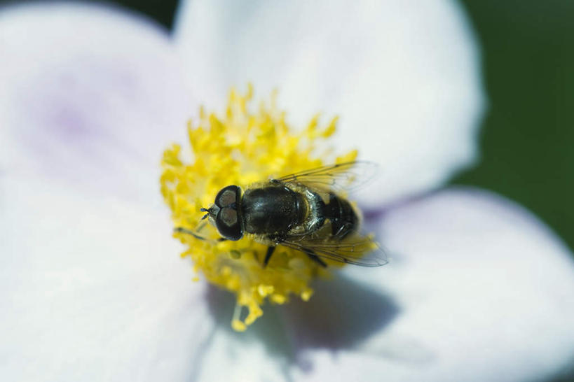 无人,横图,俯视,室外,特写,白天,美景,朦胧,模糊,盛开,昆虫,景观,花蕾,花,花瓣,花朵,鲜花,一只,黄色,自然,动物,花苞,花蕊,景色,自然风光,益虫,授粉,食蚜蝇,彩图,高角度拍摄