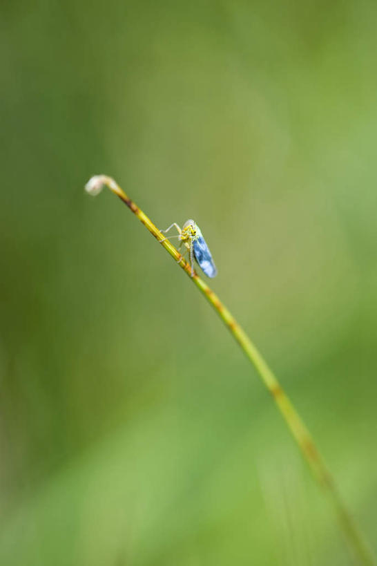 无人,竖图,室外,特写,白天,正面,草地,草坪,美景,植物,叶子,朦胧,模糊,昆虫,景观,茎,绿叶,草,一只,绿色,自然,动物,嫩叶,景色,自然风光,益虫,蚂蚱,叶,叶片,彩图,全身