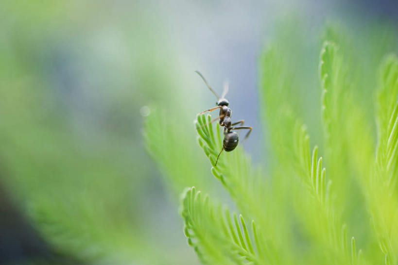 无人,横图,室外,特写,白天,正面,草地,草坪,美景,植物,叶子,朦胧,模糊,昆虫,蚂蚁,景观,绿叶,草,一只,绿色,自然,动物,嫩叶,景色,自然风光,觅食,害虫,叶,叶片,彩图,全身