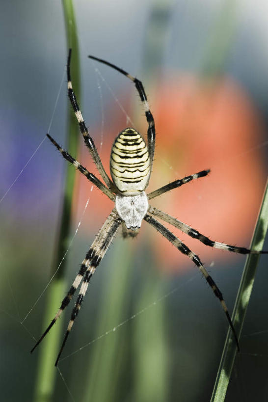 无人,竖图,室外,特写,白天,正面,美景,植物,叶子,条纹,朦胧,模糊,盛开,蜘蛛,景观,绿叶,花蕾,花,花瓣,花朵,鲜花,一只,绿色,自然,动物,花苞,花蕊,爬,嫩叶,景色,生长,成长,蜘蛛丝,八脚螅,园蛛,自然风光,织网,节肢动物,益虫,波丝,叶,叶片,彩图,全身