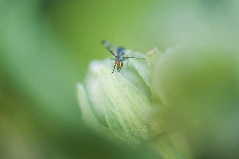 无人,横图,室外,特写,白天,正面,美景,苍蝇,叶子,朦胧,模糊,盛开,细菌,昆虫,景观,绿叶,花蕾,花,花瓣,花朵,鲜花,自然,动物,花苞,花蕊,嫩叶,景色,自然风光,觅食,病菌,害虫,传染,四害,叶,叶片,彩图,全身